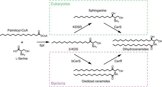 Ceramide Synthesis Paper Published At Ncb Bacterial Cell Biology Lab