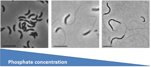 caulobacter